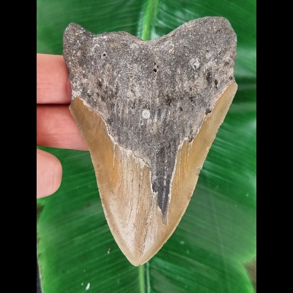 12,6 cm großer brauner Zahn des Megalodon