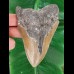 12,6 cm großer brauner Zahn des Megalodon