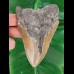 12.6 cm large brown tooth of the Megalodon