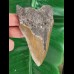 12.6 cm large brown tooth of the Megalodon