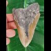 12,6 cm großer brauner Zahn des Megalodon