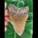 12.6 cm large brown tooth of the Megalodon