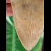 12.6 cm large brown tooth of the Megalodon
