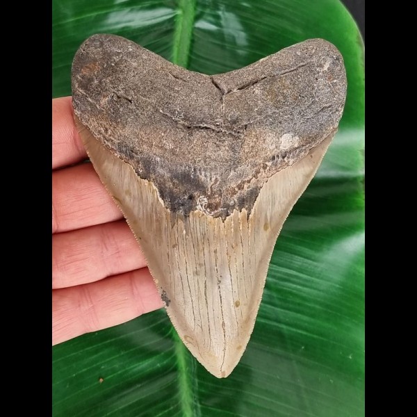 12,5 cm großer schön gezahnter Zahn des Megalodon