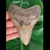12.5 cm large beautifully serrated tooth of the Megalodon