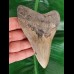 12,5 cm großer schön gezahnter Zahn des Megalodon