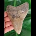 12,5 cm großer schön gezahnter Zahn des Megalodon