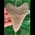 12.5 cm large beautifully serrated tooth of the Megalodon