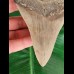 12,5 cm großer schön gezahnter Zahn des Megalodon