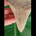 12.5 cm large beautifully serrated tooth of the Megalodon