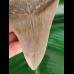 12,5 cm großer schön gezahnter Zahn des Megalodon