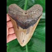 14,4 cm massiver großer Zahn des Megalodon