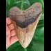 14.4 cm massive large tooth of the Megalodon