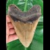 14.4 cm massive large tooth of the Megalodon
