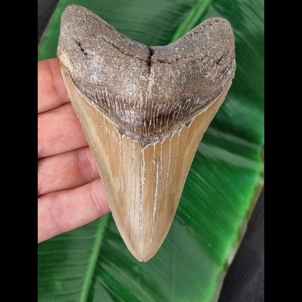 12,8 cm dolchförmiger Zahn des Megalodon