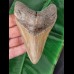 12,8 cm dolchförmiger Zahn des Megalodon
