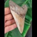 12.8 cm dagger-shaped tooth of the Megalodon