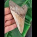 12,8 cm dolchförmiger Zahn des Megalodon