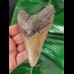 12,8 cm dolchförmiger Zahn des Megalodon