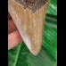 12.8 cm dagger-shaped tooth of the Megalodon
