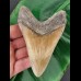 12,8 cm dolchförmiger Zahn des Megalodon