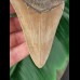 12.8 cm dagger-shaped tooth of the Megalodon
