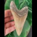 12,8 cm dolchförmiger Zahn des Megalodon