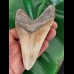 12,8 cm dolchförmiger Zahn des Megalodon