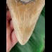 12.8 cm dagger-shaped tooth of the Megalodon