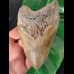 13,1 cm heller Zahn des Megalodon