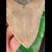13,1 cm heller Zahn des Megalodon
