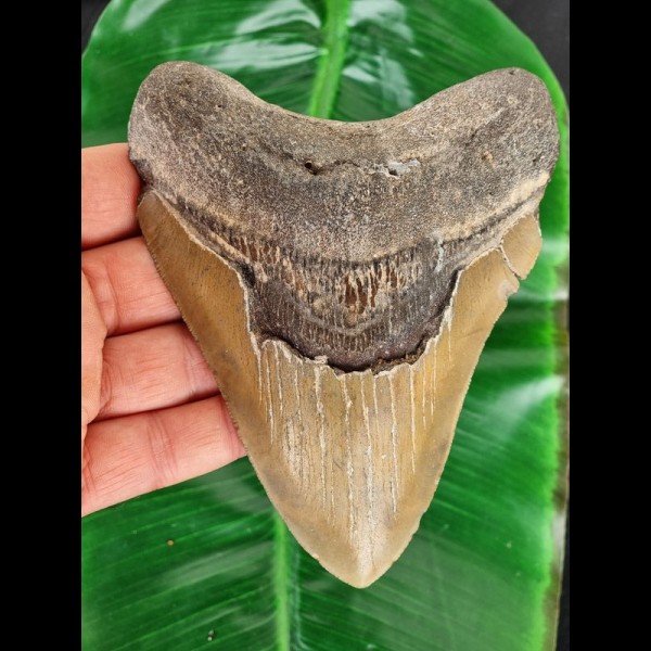 13.7 cm large tooth of the Megalodon