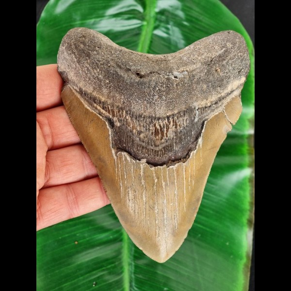 13,7 cm großer Zahn des Megalodon