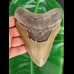 13.7 cm large tooth of the Megalodon