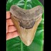 13,7 cm großer Zahn des Megalodon