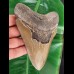 13,7 cm großer Zahn des Megalodon