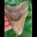 13,7 cm großer Zahn des Megalodon