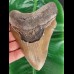 13.7 cm large tooth of the Megalodon
