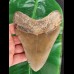 13,7 cm großer Zahn des Megalodon