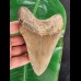 13,7 cm großer Zahn des Megalodon