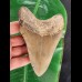 13.7 cm large tooth of the Megalodon