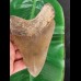 13.7 cm large tooth of the Megalodon