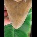 13.7 cm large tooth of the Megalodon