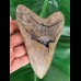 14,2 cm großer Zahn des Megalodon mit breiter Wurzel
