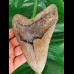 14,2 cm großer Zahn des Megalodon mit breiter Wurzel