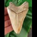 10,0 cm großer Zahn des Megalodon
