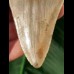 10,0 cm großer Zahn des Megalodon