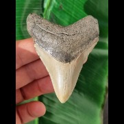 7,9 cm großer grauer Zahn des Megalodon