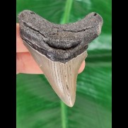 7,7 cm großer Zahn des Megalodon