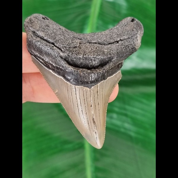7.7 cm large tooth of the Megalodon